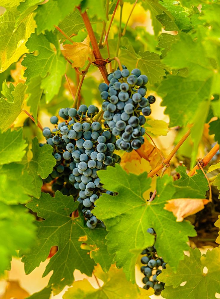Washington State-Red Mountain Clusters of Syrah grapes in Yakima Valley vineyard